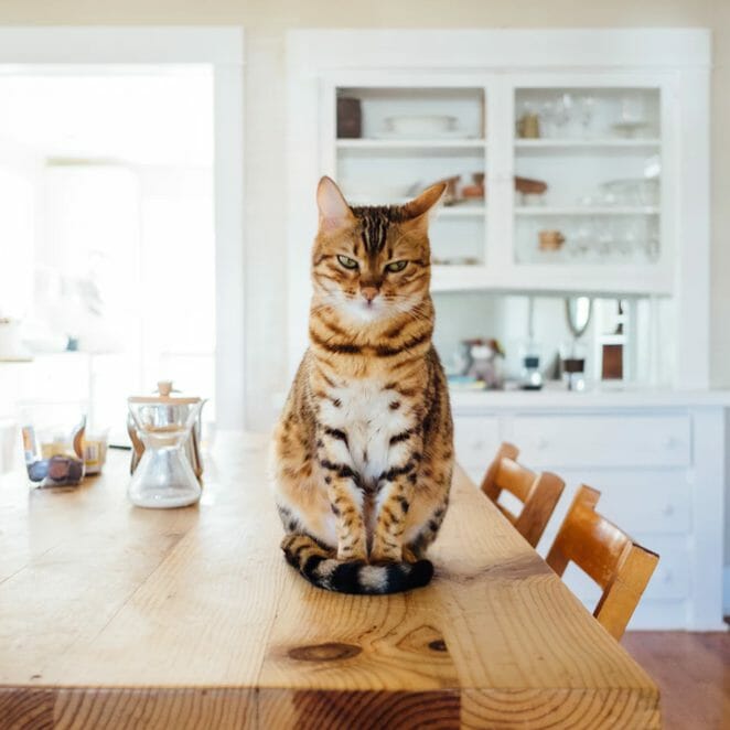 Angry Cat on Table