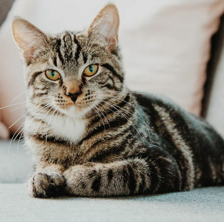 Cat on Bed