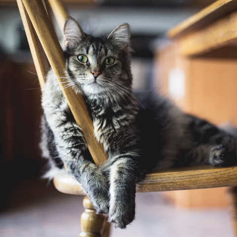 Cat on Chair