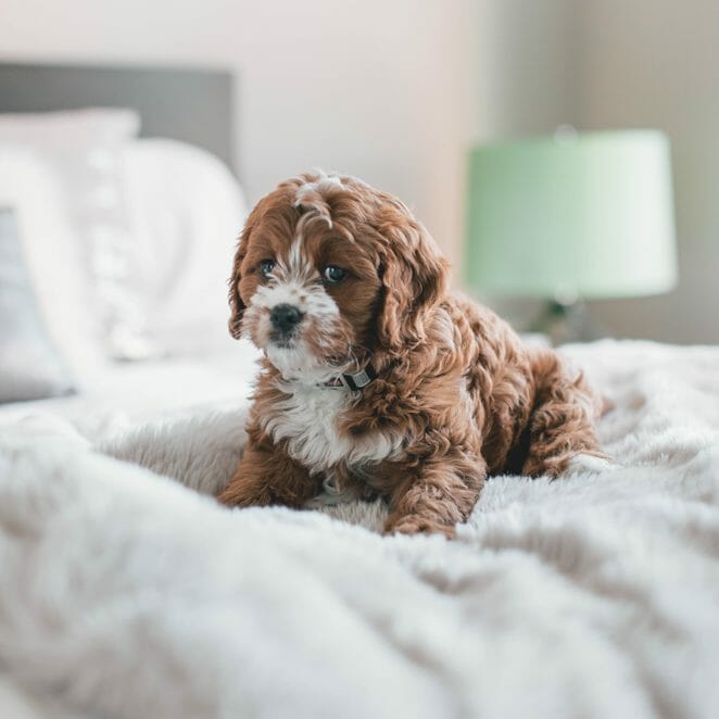 Dog On Bed