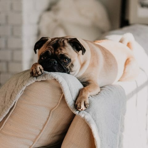 Dog On Couch