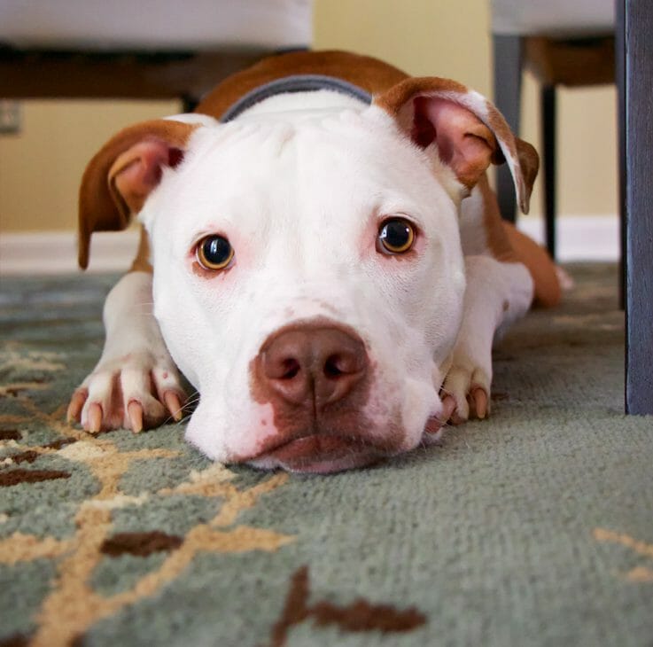 Dog On Rug